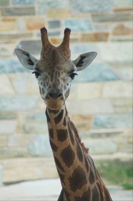 giraffe